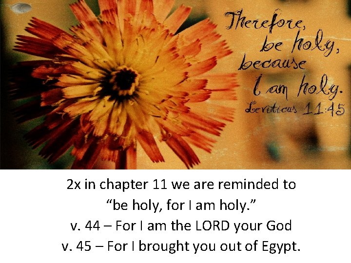 2 x in chapter 11 we are reminded to “be holy, for I am