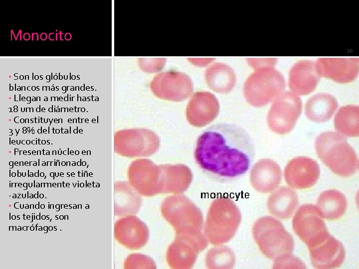 Monocito 10 • Son los glóbulos blancos más grandes. • Llegan a medir hasta