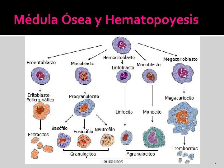 Médula Ósea y Hematopoyesis 4 