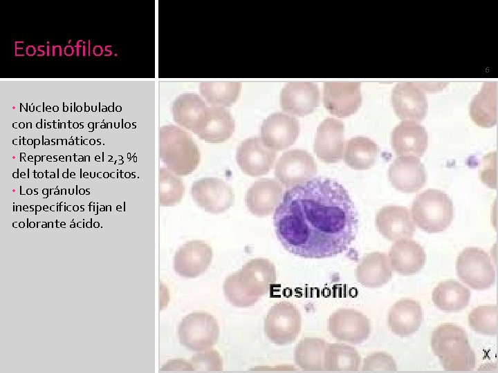 Eosinófilos. 6 • Núcleo bilobulado con distintos gránulos citoplasmáticos. • Representan el 2, 3