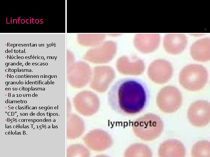 Linfocitos 8 • Representan un 30% del total. • Núcleo esférico, muy grande, de