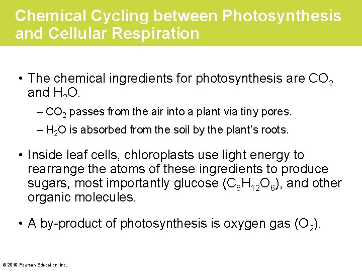 Chemical Cycling between Photosynthesis and Cellular Respiration • The chemical ingredients for photosynthesis are