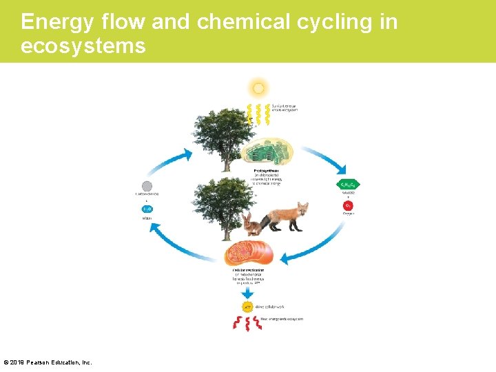 Energy flow and chemical cycling in ecosystems © 2019 Pearson Education, Inc. 