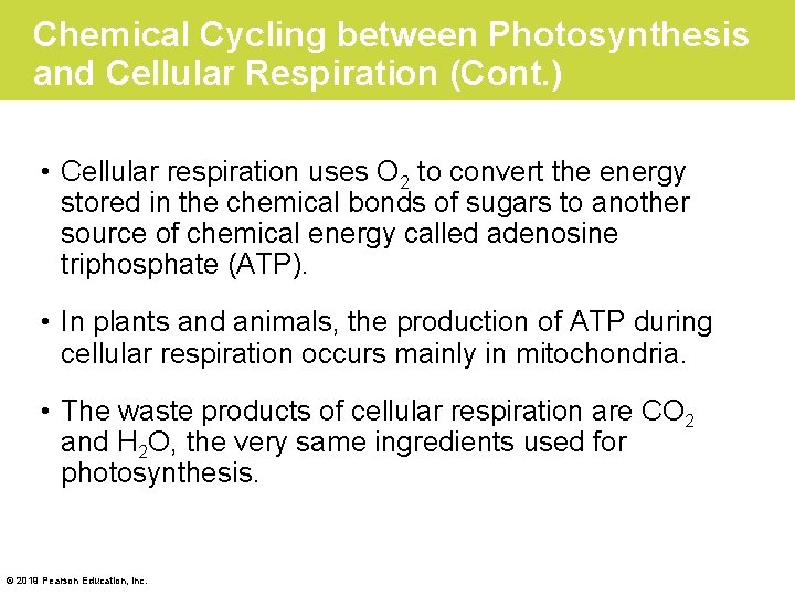 Chemical Cycling between Photosynthesis and Cellular Respiration (Cont. ) • Cellular respiration uses O