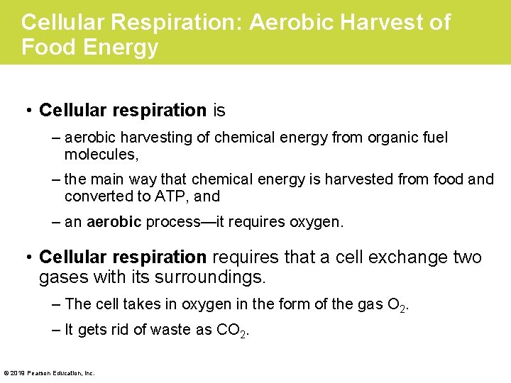Cellular Respiration: Aerobic Harvest of Food Energy • Cellular respiration is – aerobic harvesting