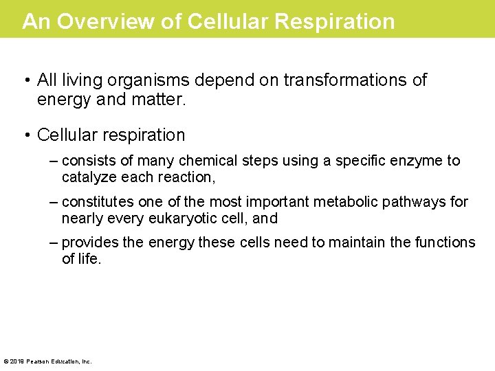 An Overview of Cellular Respiration • All living organisms depend on transformations of energy