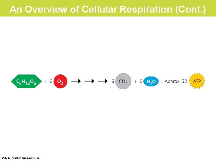 An Overview of Cellular Respiration (Cont. ) © 2019 Pearson Education, Inc. 