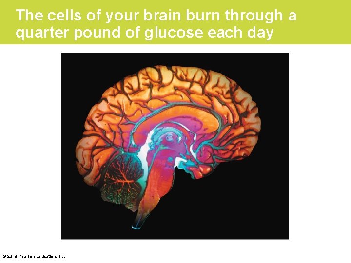 The cells of your brain burn through a quarter pound of glucose each day