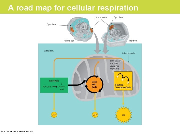 A road map for cellular respiration © 2019 Pearson Education, Inc. 