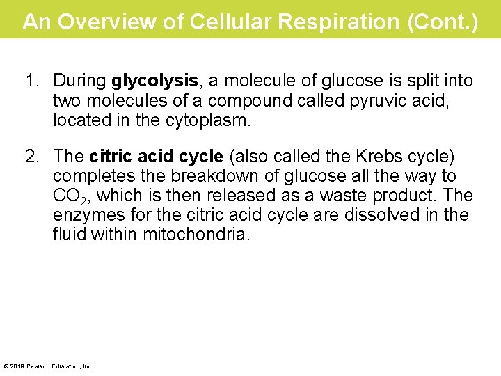An Overview of Cellular Respiration (Cont. ) 1. During glycolysis, a molecule of glucose