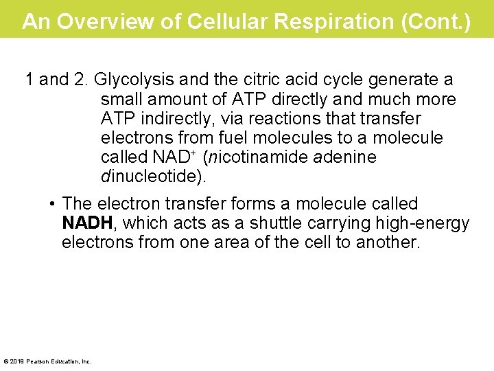 An Overview of Cellular Respiration (Cont. ) 1 and 2. Glycolysis and the citric