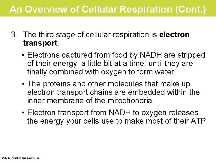 An Overview of Cellular Respiration (Cont. ) 3. The third stage of cellular respiration