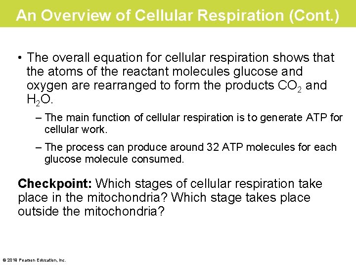 An Overview of Cellular Respiration (Cont. ) • The overall equation for cellular respiration