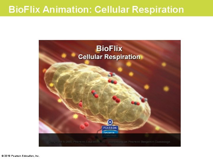 Bio. Flix Animation: Cellular Respiration © 2019 Pearson Education, Inc. 