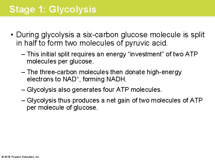 Stage 1: Glycolysis • During glycolysis a six-carbon glucose molecule is split in half
