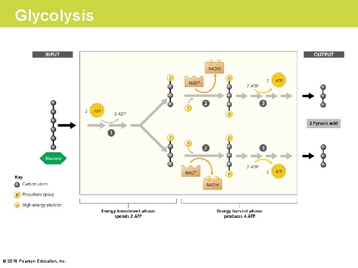 Glycolysis © 2019 Pearson Education, Inc. 