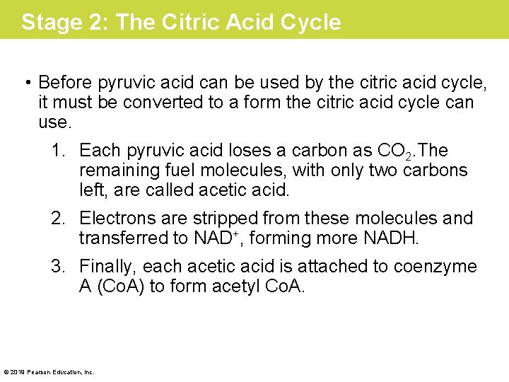 Stage 2: The Citric Acid Cycle • Before pyruvic acid can be used by