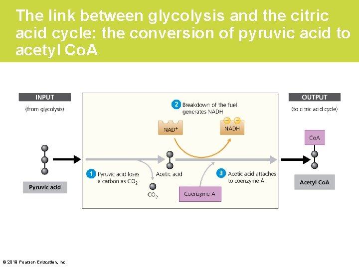 The link between glycolysis and the citric acid cycle: the conversion of pyruvic acid