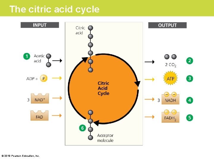 The citric acid cycle © 2019 Pearson Education, Inc. 