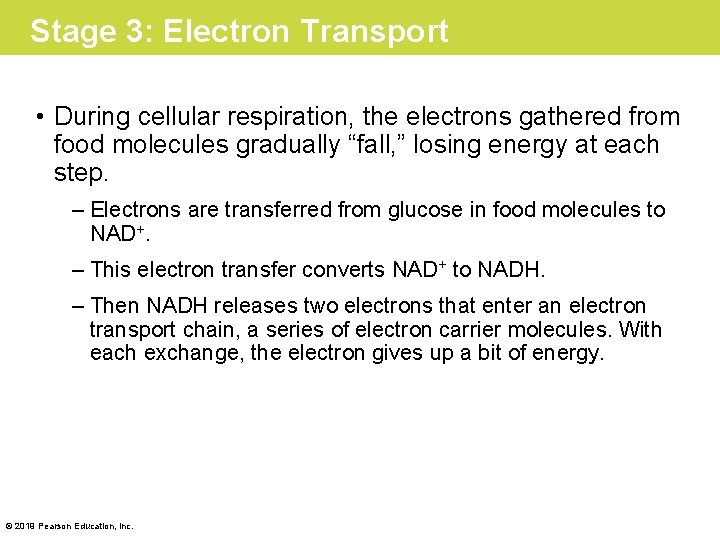 Stage 3: Electron Transport • During cellular respiration, the electrons gathered from food molecules