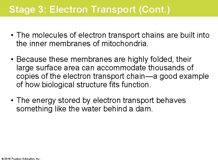 Stage 3: Electron Transport (Cont. ) • The molecules of electron transport chains are