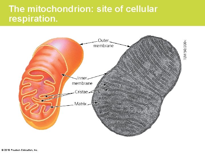 The mitochondrion: site of cellular respiration. © 2019 Pearson Education, Inc. 