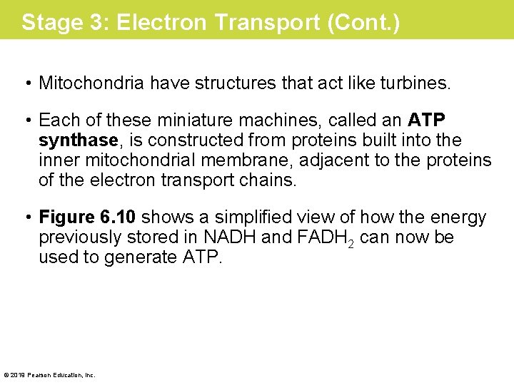 Stage 3: Electron Transport (Cont. ) • Mitochondria have structures that act like turbines.