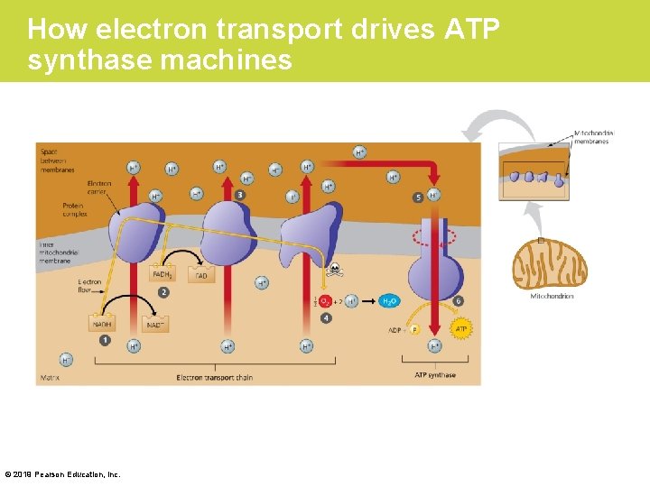How electron transport drives ATP synthase machines © 2019 Pearson Education, Inc. 
