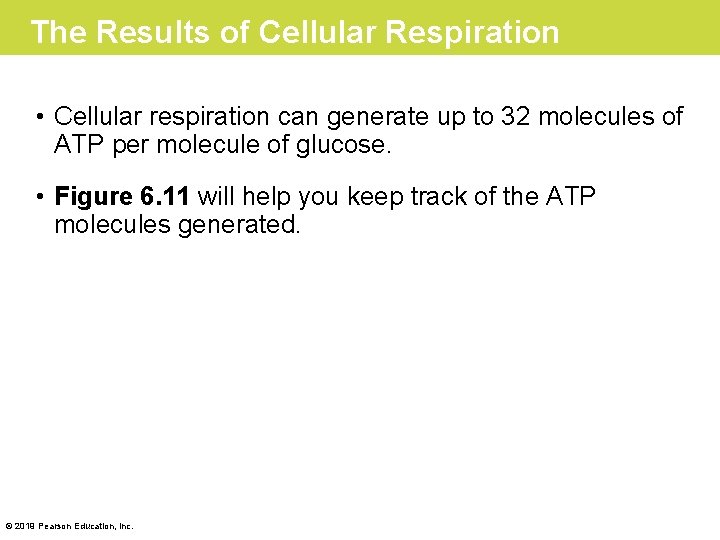 The Results of Cellular Respiration • Cellular respiration can generate up to 32 molecules