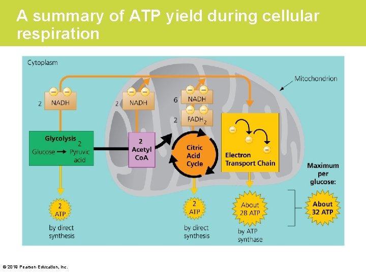 A summary of ATP yield during cellular respiration © 2019 Pearson Education, Inc. 