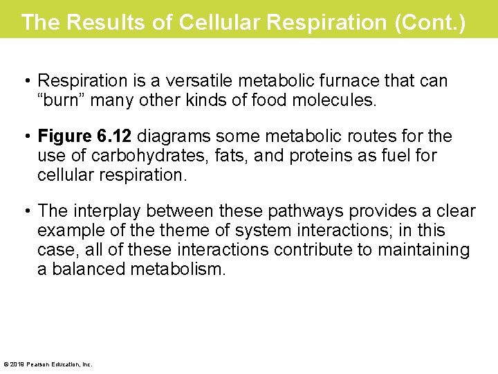 The Results of Cellular Respiration (Cont. ) • Respiration is a versatile metabolic furnace