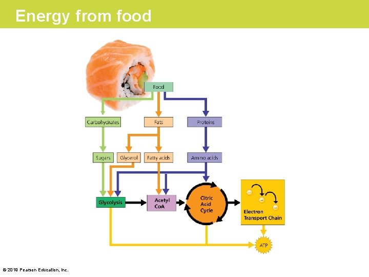 Energy from food © 2019 Pearson Education, Inc. 