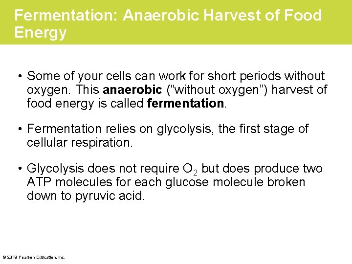 Fermentation: Anaerobic Harvest of Food Energy • Some of your cells can work for