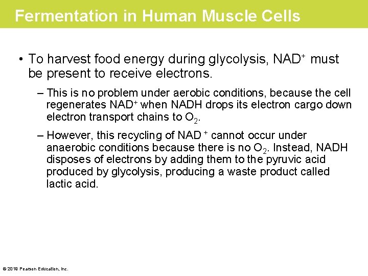 Fermentation in Human Muscle Cells • To harvest food energy during glycolysis, NAD+ must
