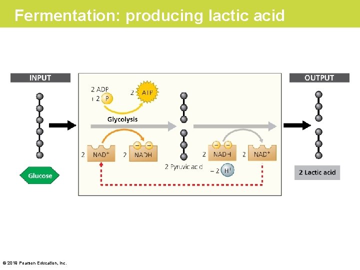 Fermentation: producing lactic acid © 2019 Pearson Education, Inc. 