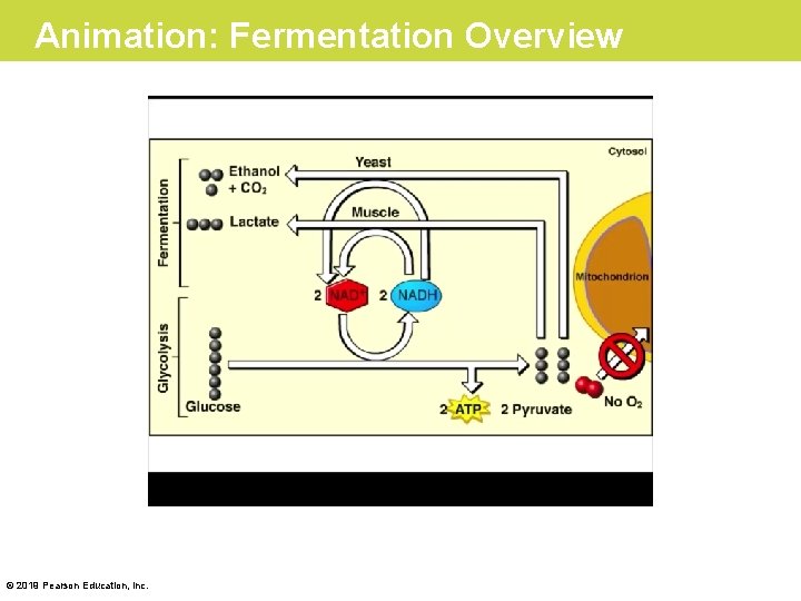 Animation: Fermentation Overview © 2019 Pearson Education, Inc. 