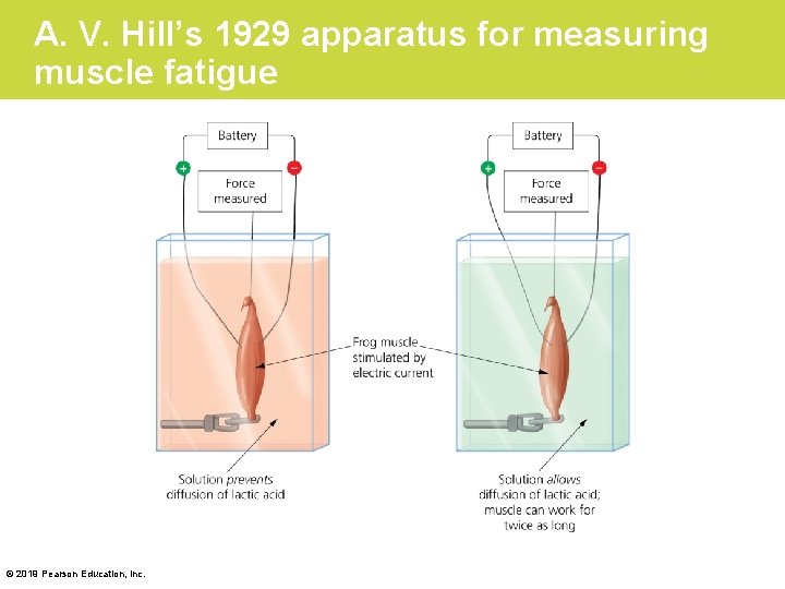 A. V. Hill’s 1929 apparatus for measuring muscle fatigue © 2019 Pearson Education, Inc.