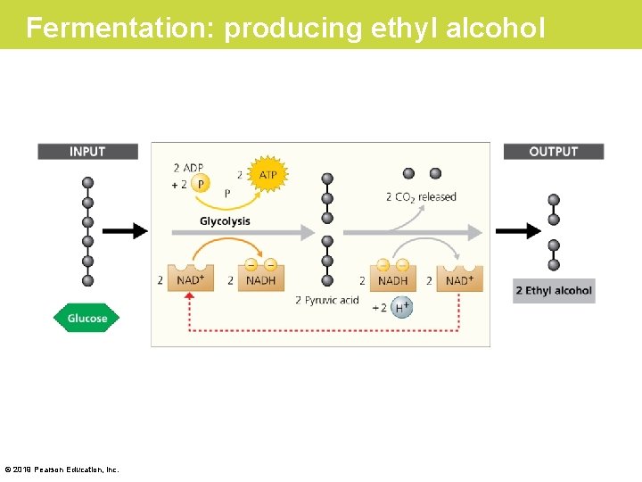 Fermentation: producing ethyl alcohol © 2019 Pearson Education, Inc. 