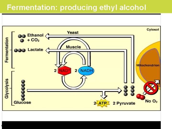 Fermentation: producing ethyl alcohol © 2019 Pearson Education, Inc. 