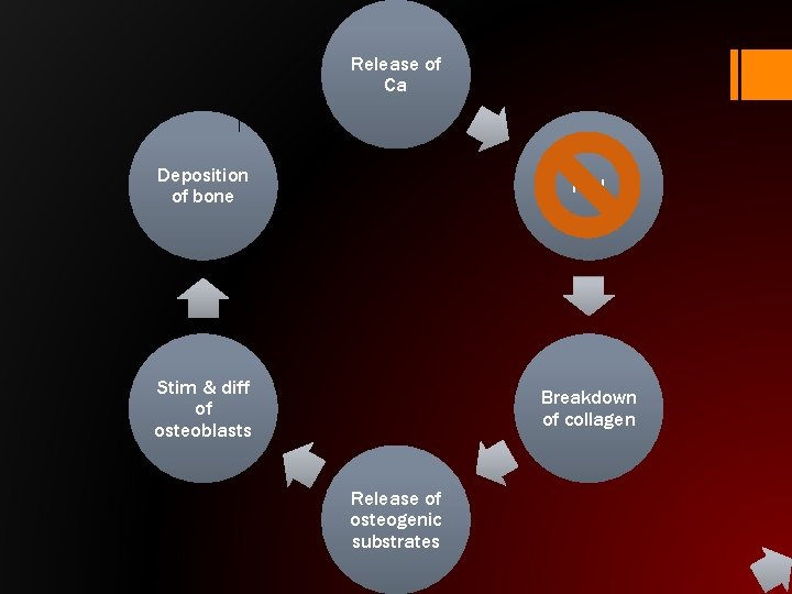 Release of Ca Deposition of bone PTH Stim & diff of osteoblasts Breakdown of