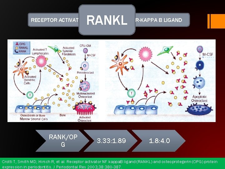 RANKL RECEPTOR ACTIVATOR OF NUCLEAR FACTOR-KAPPA B LIGAND RANK/OP G 3. 33: 1. 89
