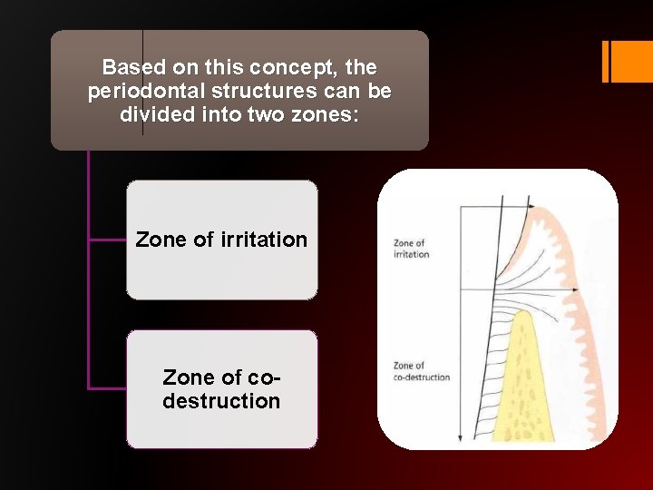 Based on this concept, the periodontal structures can be divided into two zones: Zone