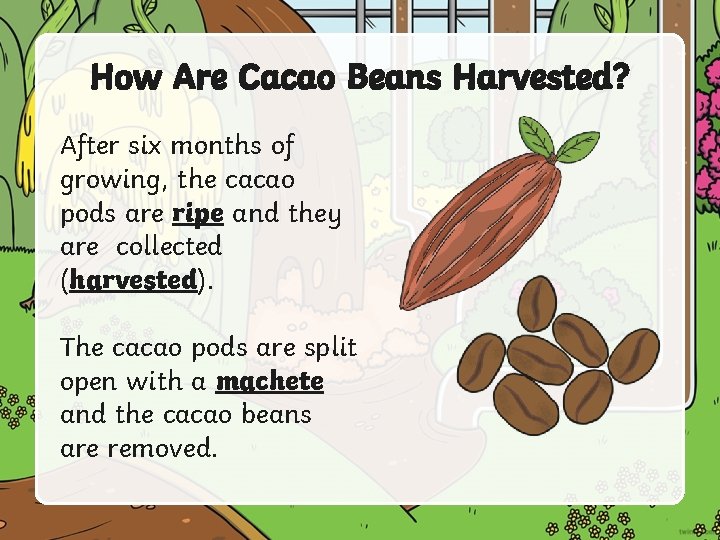 How Are Cacao Beans Harvested? After six months of growing, the cacao pods are