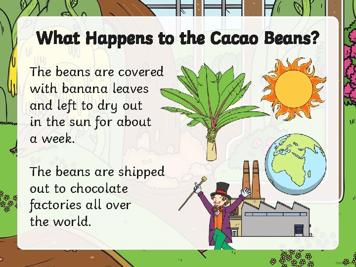 What Happens to the Cacao Beans? The beans are covered with banana leaves and