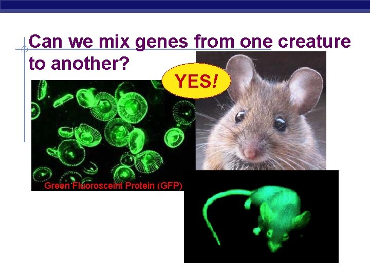 Can we mix genes from one creature to another? YES! Green Fluorosceint Protein (GFP)