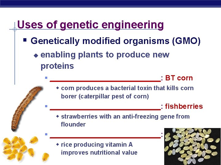 Uses of genetic engineering § Genetically modified organisms (GMO) u enabling plants to produce