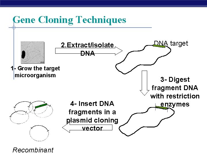 Gene Cloning Techniques 2. Extract/isolate DNA 1 - Grow the target microorganism 4 -
