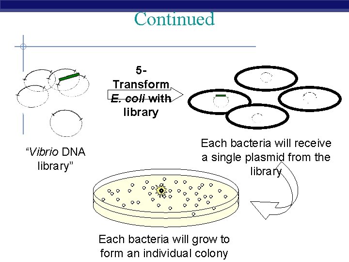 Continued 5 Transform E. coli with library “Vibrio DNA library” Each bacteria will receive