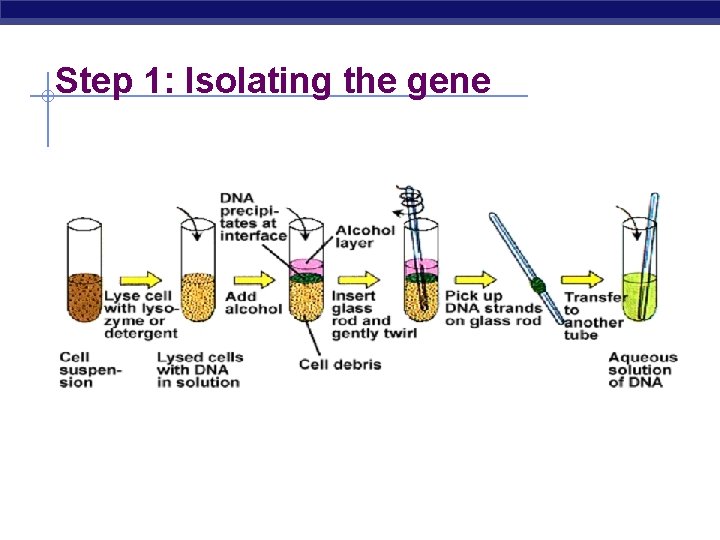 Step 1: Isolating the gene 