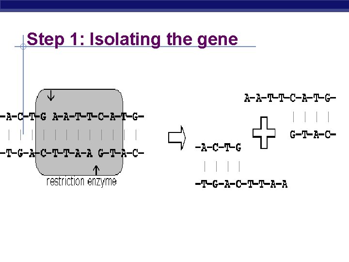 Step 1: Isolating the gene 